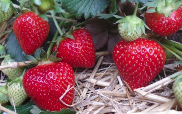 paillage de fraises