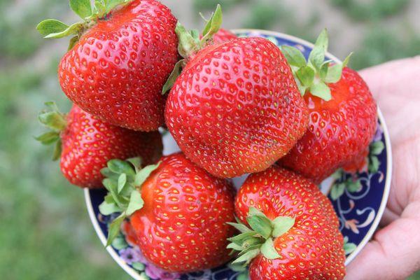 plato con fresas