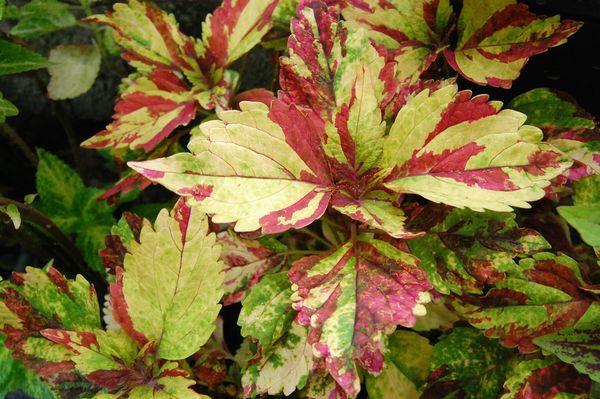 Pestovanie Coleus