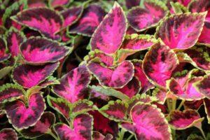 Plantación y cuidado de Coleus en campo abierto, descripción de variedades y reproducción.