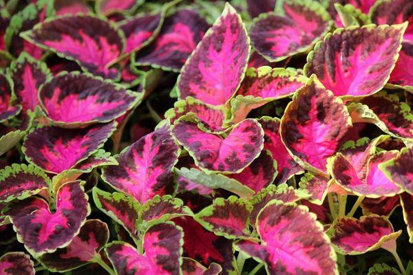 Paleta de colores Coleus