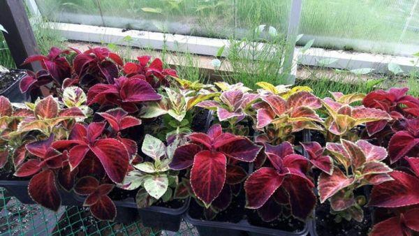 Variétés de Coleus