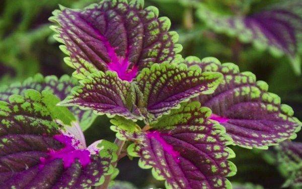 Coleus velvet