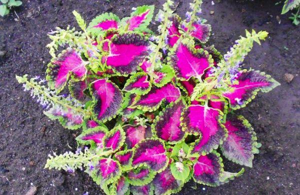 Coleus v zahradě