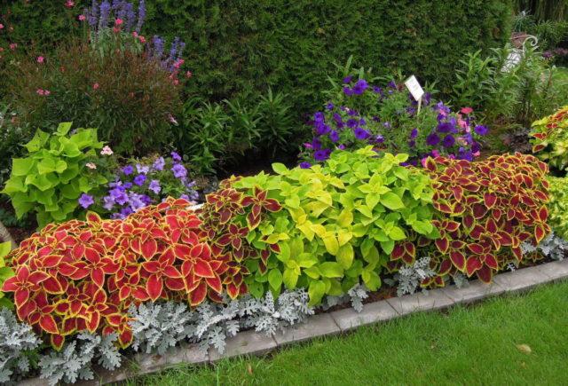 harmonie des couleurs Coleus