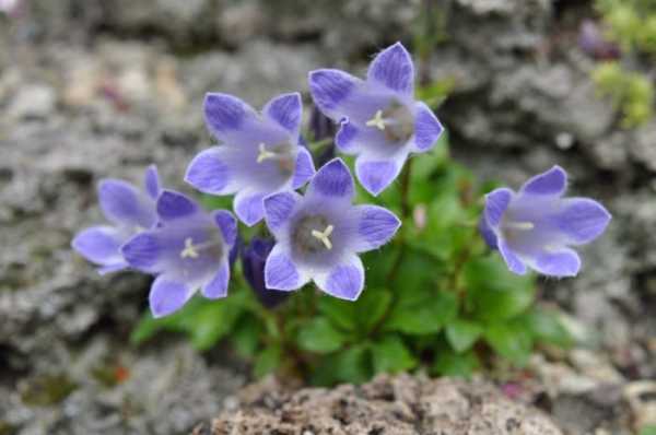 hermosa campana