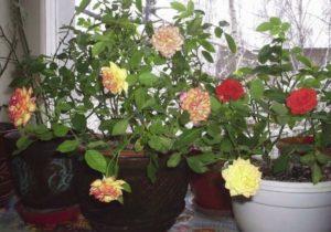 Description of varieties of indoor roses, how to grow and care at home in a pot