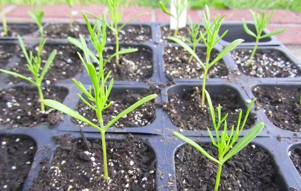 kosmeya seedlings