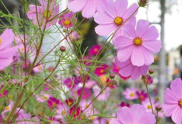 flores del cosmos