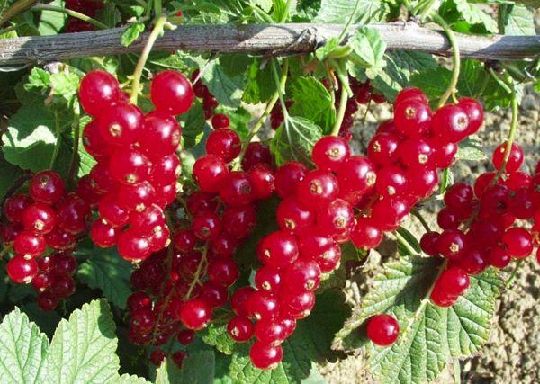 Ripe berries