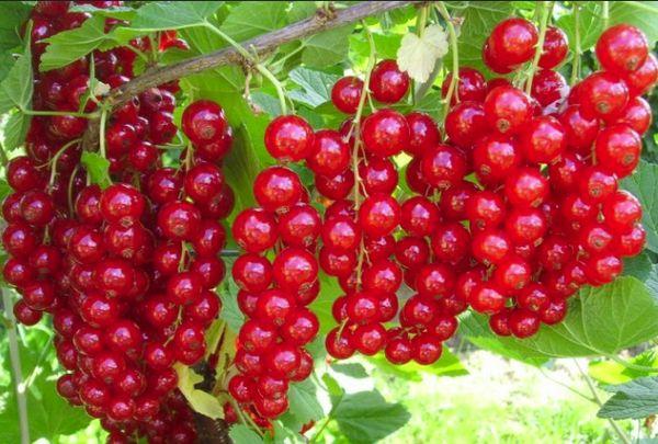 Branches with berries