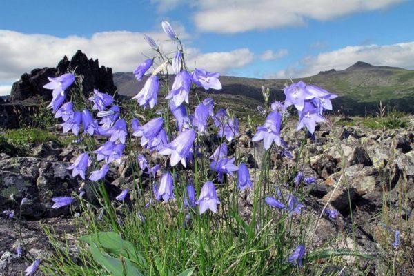 campana en piedras