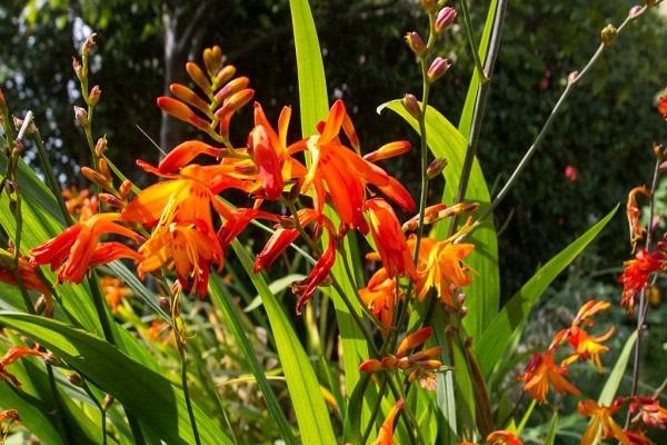 growing crocosmia