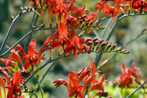 unusual branches