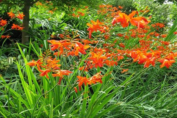 flowers in the grass