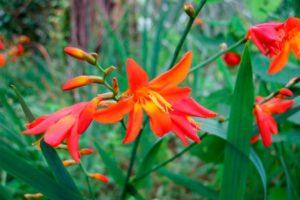 Description et variétés de crocosmia, plantation et entretien en plein champ