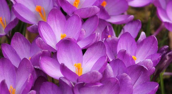 Crocus flowers