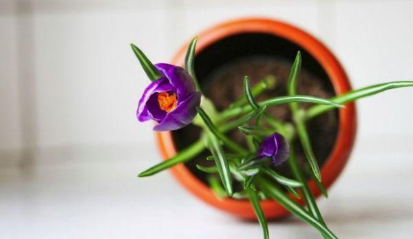 Crocus in a pot