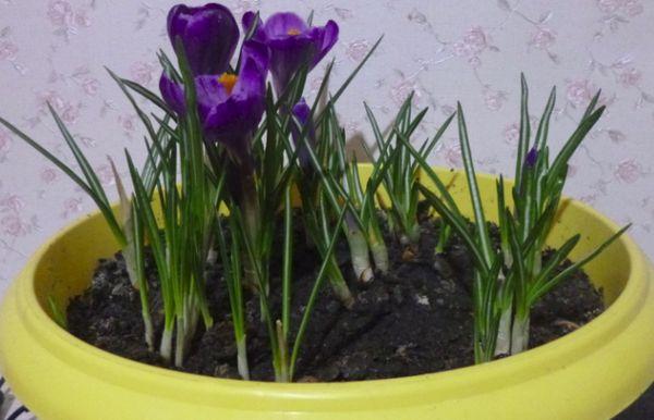 crocus cultivation