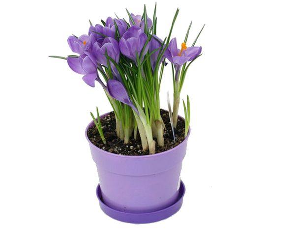 pot de crocus