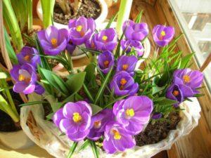 Comment faire pousser des crocus à la maison, les planter et les entretenir en pot