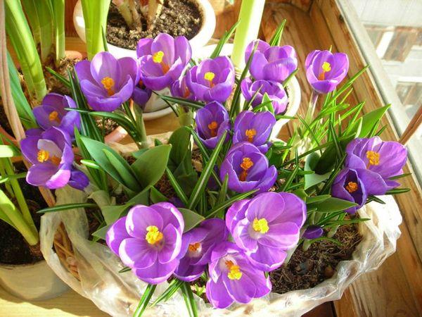 lilac flowers