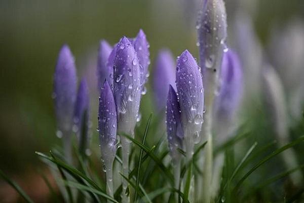 covered with droplets