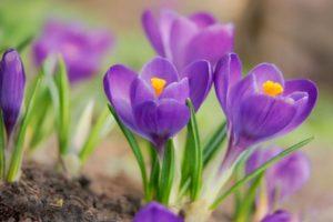 Planter, cultiver et entretenir les crocus en plein champ