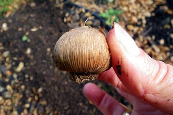 plantar una cebolla