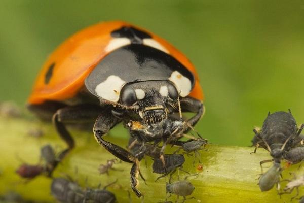 kumakain si aphid