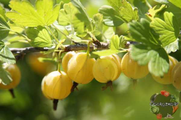 amarillo delicioso