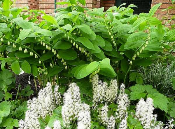 flowers in the garden