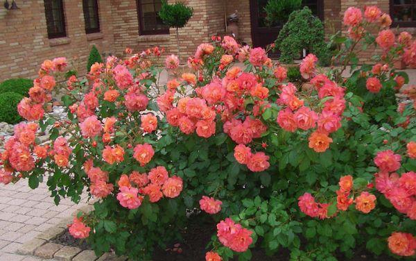 rose bushes