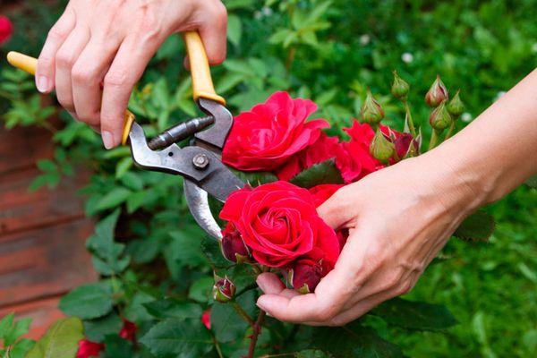 Taille des roses