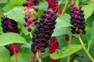 Medicinal and useful properties of American lakonos berries, application