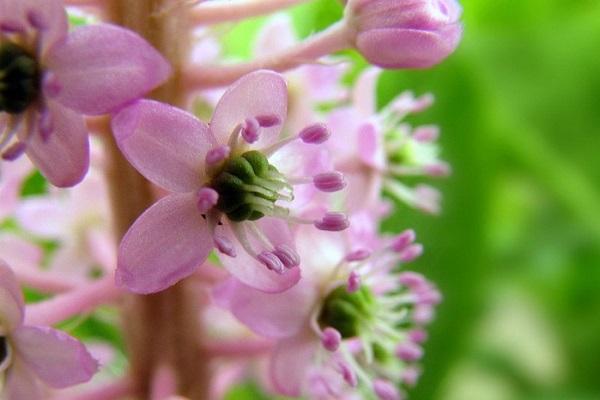 flowering shrub