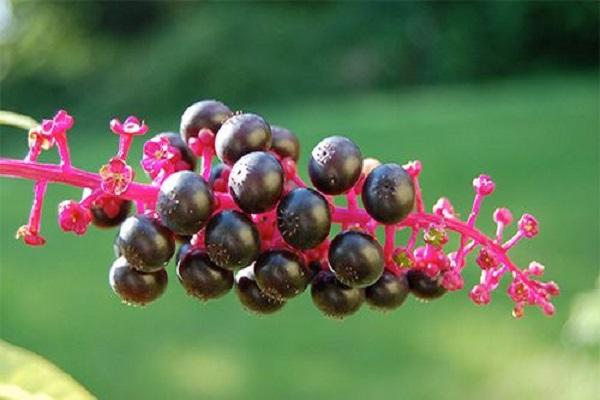 bouquet de fruits