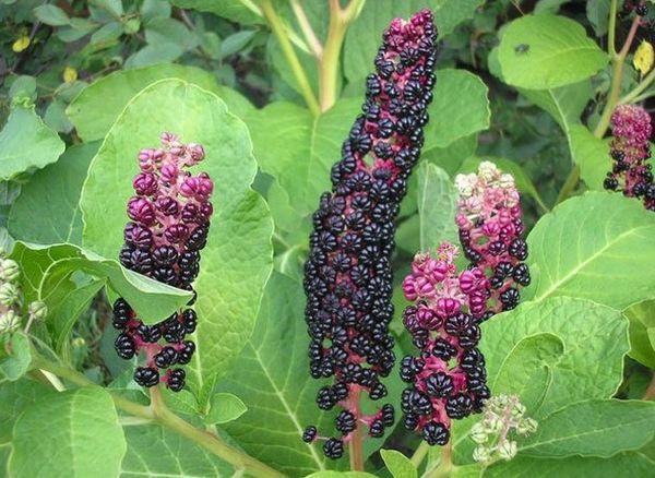 Lakonos berries