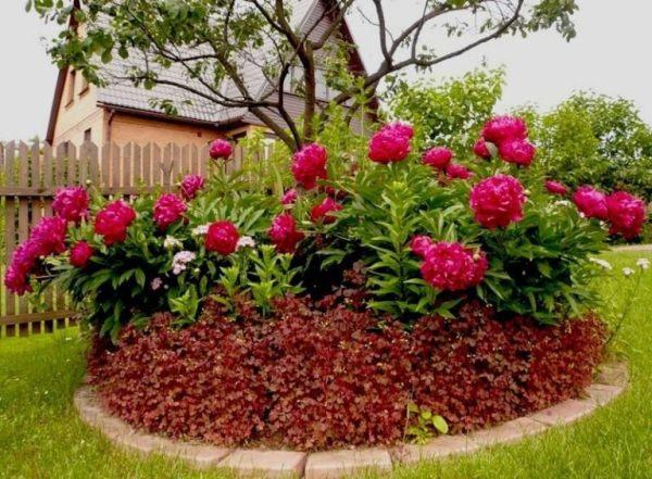 flowerbed of peonies