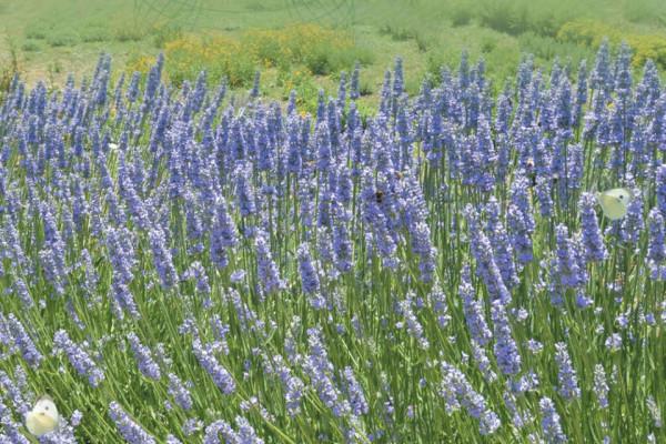 variedad de lavanda