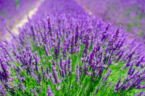 Lavanda híbrida