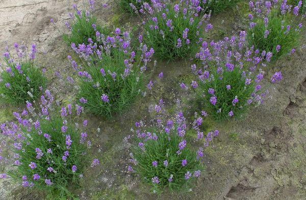 lavanda de cría