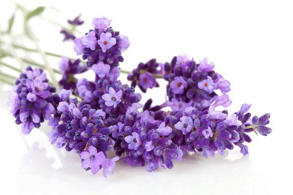 Lavanda híbrida