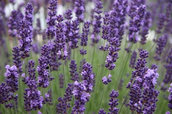  lavanda en el suelo