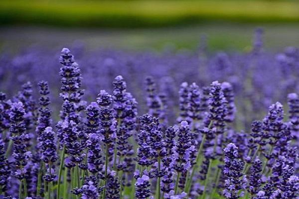 blue inflorescences