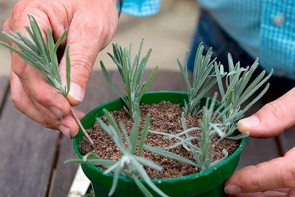 cuttings sprout