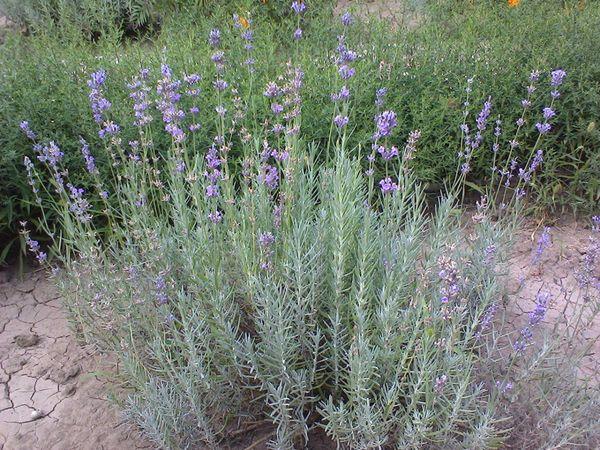 breeding lavender