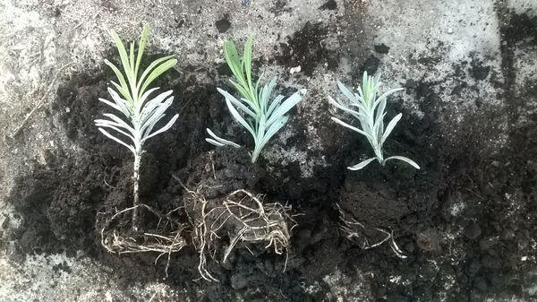 lavender cuttings