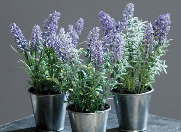 lavanda de cría