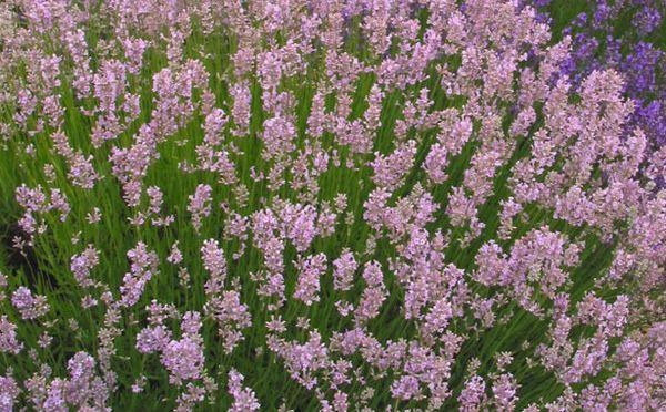 lavanda elegans